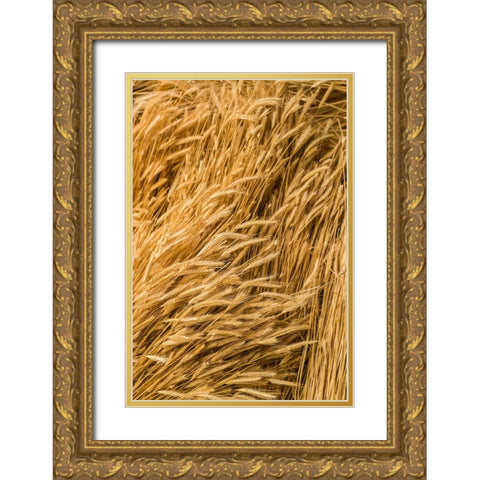 Sweden-Bohuslan-Tanumshede-cut wheat Gold Ornate Wood Framed Art Print with Double Matting by Bibikow, Walter