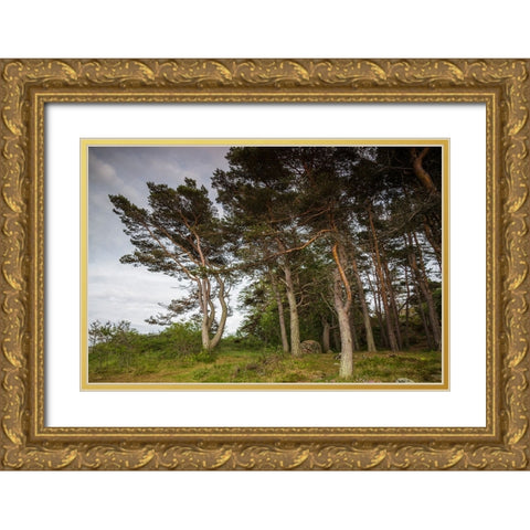 Sweden-Bohuslan-Salto Island-coastal trees Gold Ornate Wood Framed Art Print with Double Matting by Bibikow, Walter