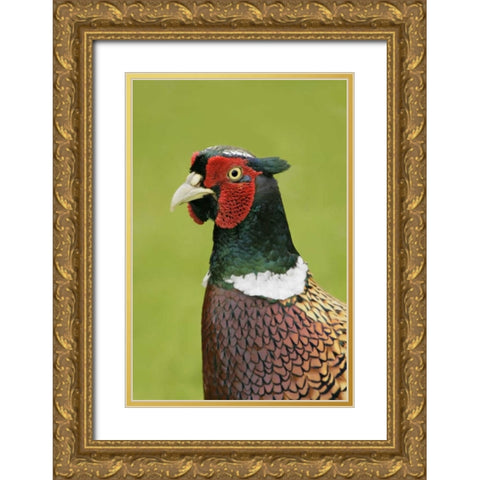 Great Britain, Tresco Isl Ring-necked pheasant Gold Ornate Wood Framed Art Print with Double Matting by Morris, Arthur