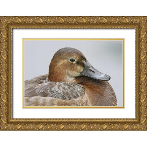 Great Britain, London Close-up of pochard duck Gold Ornate Wood Framed Art Print with Double Matting by Morris, Arthur
