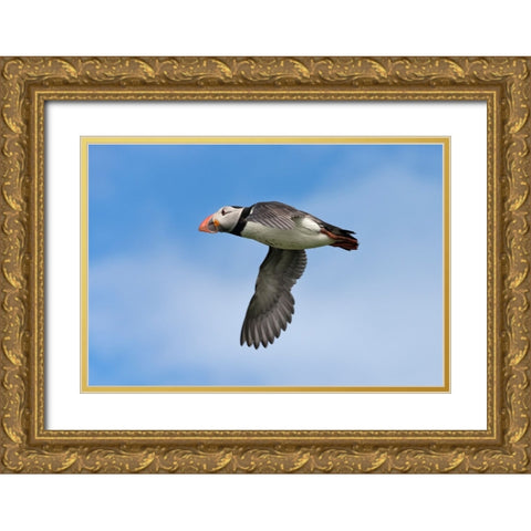 Atlantic Puffin-Fratercula arctica-flying-Northumberland-UK Gold Ornate Wood Framed Art Print with Double Matting by Su, Keren