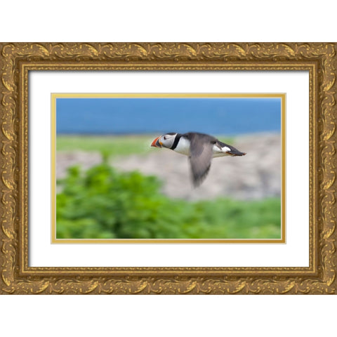 Atlantic Puffins-Fratercula arctica-flying-Northumberland-UK Gold Ornate Wood Framed Art Print with Double Matting by Su, Keren