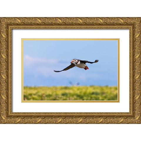 Atlantic Puffin-Fratercula arctica-flying and carrying fish in its beak-Northumberland-UK Gold Ornate Wood Framed Art Print with Double Matting by Su, Keren