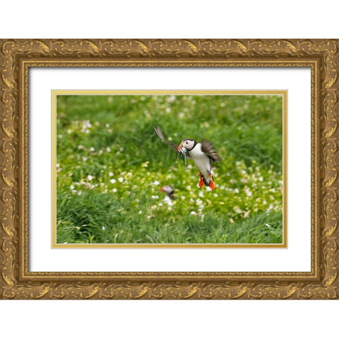 Atlantic Puffin-Fratercula arctica-flying over the meadow carrying fish in its beak-Northumberland- Gold Ornate Wood Framed Art Print with Double Matting by Su, Keren