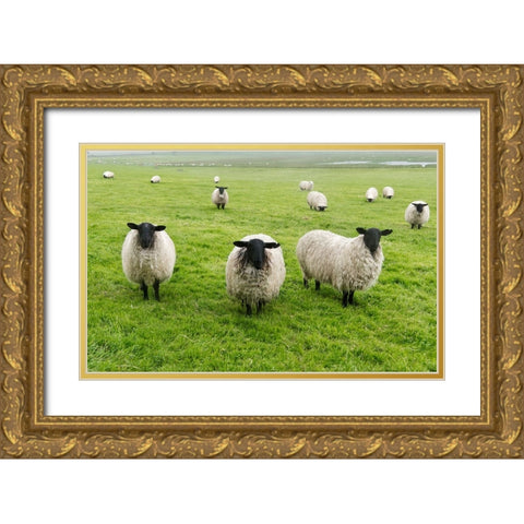 Blackface ewe-Northumberland-England-UK Gold Ornate Wood Framed Art Print with Double Matting by Su, Keren
