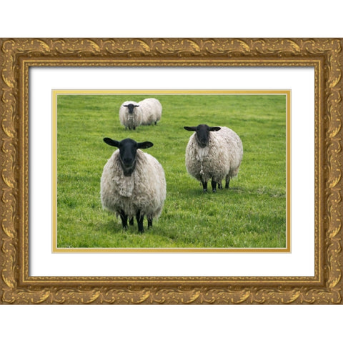 Blackface ewe-Northumberland-England-UK Gold Ornate Wood Framed Art Print with Double Matting by Su, Keren