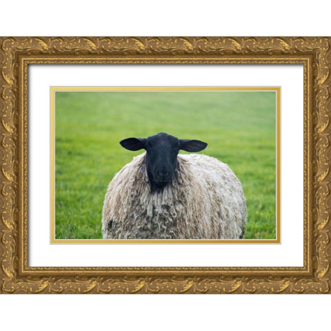 Blackface ewe-Northumberland-England-UK Gold Ornate Wood Framed Art Print with Double Matting by Su, Keren