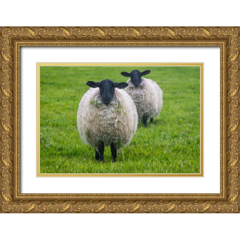 Blackface ewe-Northumberland-England-UK Gold Ornate Wood Framed Art Print with Double Matting by Su, Keren