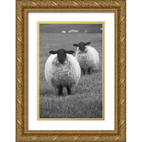 Blackface ewe-Northumberland-England-UK Gold Ornate Wood Framed Art Print with Double Matting by Su, Keren