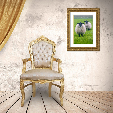 Blackface ewe-Northumberland-England-UK Gold Ornate Wood Framed Art Print with Double Matting by Su, Keren
