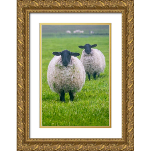 Blackface ewe-Northumberland-England-UK Gold Ornate Wood Framed Art Print with Double Matting by Su, Keren