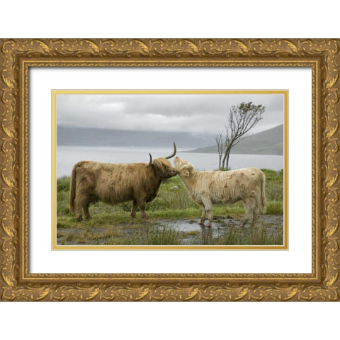 Scotland, Highland cows courting and grooming Gold Ornate Wood Framed Art Print with Double Matting by Anon, Ellen