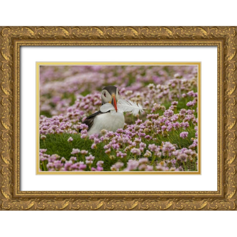 Scotland, Shetland Islands Atlantic puffin Gold Ornate Wood Framed Art Print with Double Matting by Illg, Cathy and Gordon