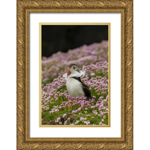 Scotland, Shetland Islands Atlantic puffin Gold Ornate Wood Framed Art Print with Double Matting by Illg, Cathy and Gordon