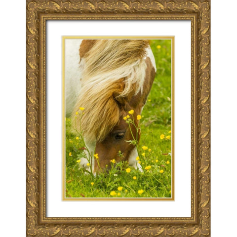Scotland, Shetland Islands Shetland pony eating Gold Ornate Wood Framed Art Print with Double Matting by Illg, Cathy and Gordon