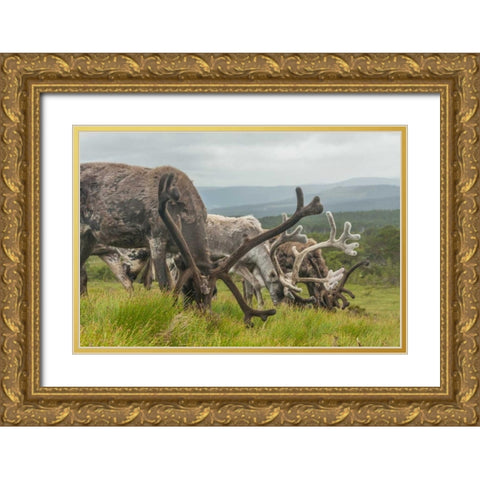 Europe, Scotland, Cairngorm NP Reindeers grazing Gold Ornate Wood Framed Art Print with Double Matting by Illg, Cathy and Gordon