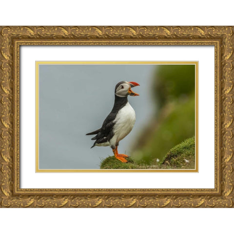 Scotland, Shetland Islands Atlantic puffin Gold Ornate Wood Framed Art Print with Double Matting by Illg, Cathy and Gordon