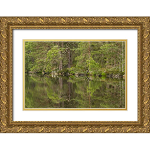 Scotland, Cairngorm NP Calm lake in forest Gold Ornate Wood Framed Art Print with Double Matting by Illg, Cathy and Gordon