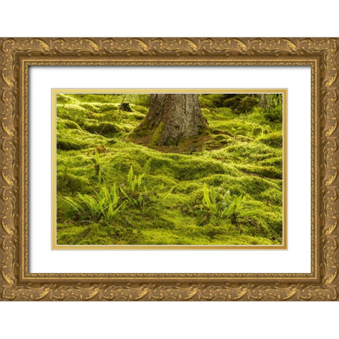 Europe, Scotland, Cairngorm NP Forest ferns Gold Ornate Wood Framed Art Print with Double Matting by Illg, Cathy and Gordon