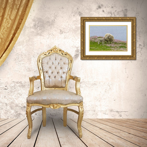 Scotland, Shetland Islands Ewe mother and lamb Gold Ornate Wood Framed Art Print with Double Matting by Illg, Cathy and Gordon