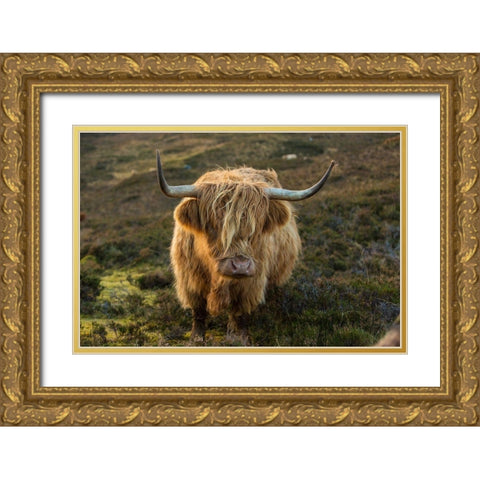 Scotland-The Isle of Skye Close-up of highland cow Gold Ornate Wood Framed Art Print with Double Matting by Jaynes Gallery