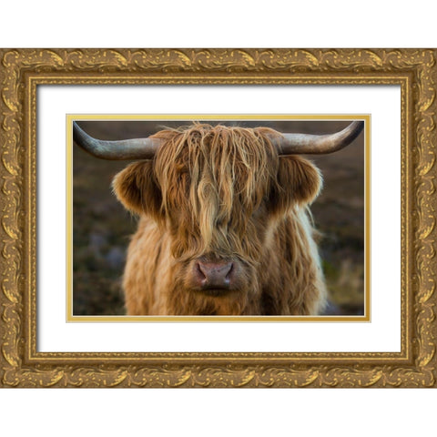 Scotland-The Isle of Skye Close-up of highland cow Gold Ornate Wood Framed Art Print with Double Matting by Jaynes Gallery