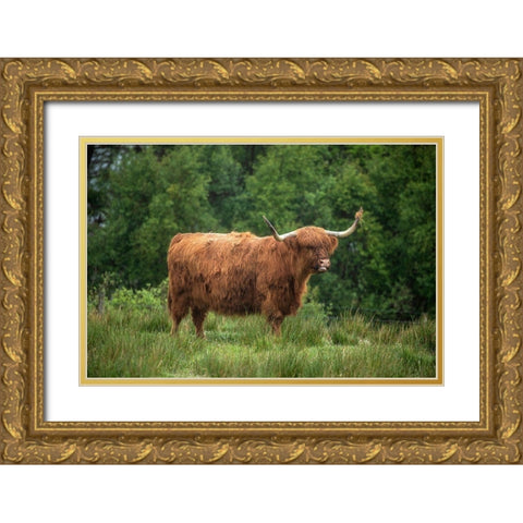 Scotland-The Isle of Skye Close-up of highland cow Gold Ornate Wood Framed Art Print with Double Matting by Jaynes Gallery