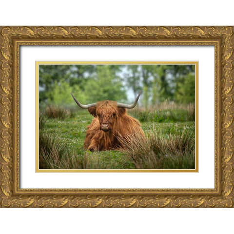 Scotland-The Isle of Skye Close-up of highland cow Gold Ornate Wood Framed Art Print with Double Matting by Jaynes Gallery