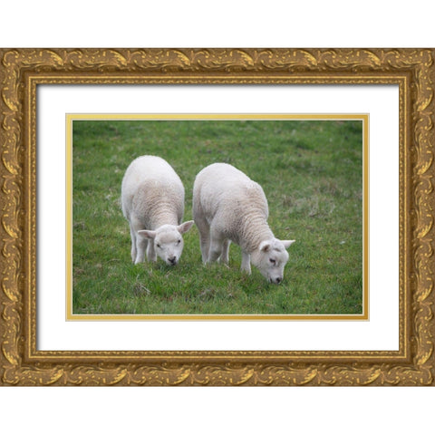 Great Britain-Shetland-Fair Isle Shetland sheep-twin lambs Gold Ornate Wood Framed Art Print with Double Matting by Hopkins, Cindy Miller