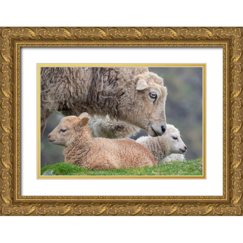 Great Britain-Shetland-Fair Isle Shetland sheep-ewe with lamb Gold Ornate Wood Framed Art Print with Double Matting by Hopkins, Cindy Miller