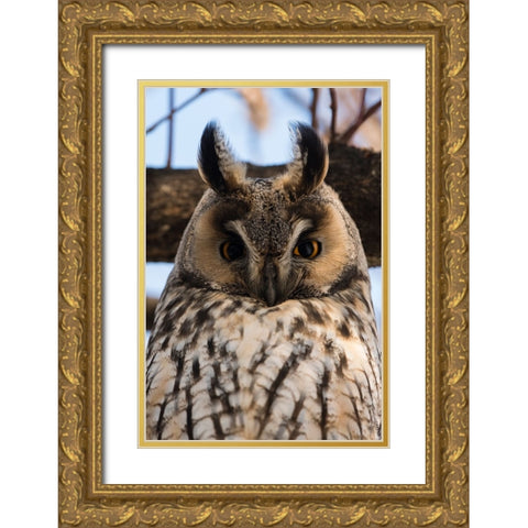 Long-eared owl-Asio otus-Kikinda-Serbia Gold Ornate Wood Framed Art Print with Double Matting by Pitamitz, Sergio