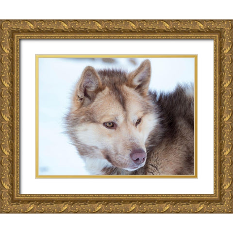 Sled dog during winter in Uummannaq in Greenland Dog teams are still draft animals Gold Ornate Wood Framed Art Print with Double Matting by Zwick, Martin
