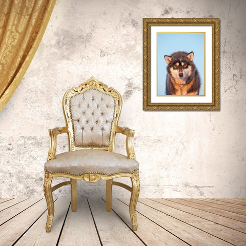 Sled dog during winter in Uummannaq in Greenland Dog teams are still draft animals Gold Ornate Wood Framed Art Print with Double Matting by Zwick, Martin