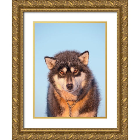 Sled dog during winter in Uummannaq in Greenland Dog teams are still draft animals Gold Ornate Wood Framed Art Print with Double Matting by Zwick, Martin