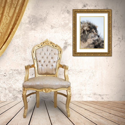 Sled dog during winter in Uummannaq in Greenland Dog teams are still draft animals Gold Ornate Wood Framed Art Print with Double Matting by Zwick, Martin