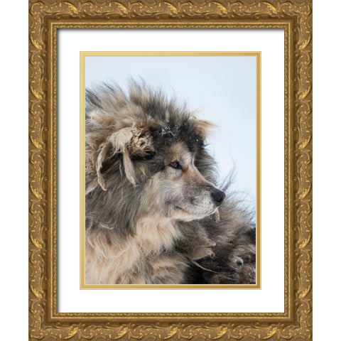 Sled dog during winter in Uummannaq in Greenland Dog teams are still draft animals Gold Ornate Wood Framed Art Print with Double Matting by Zwick, Martin