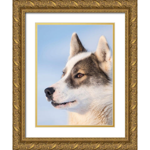 Sled dog during winter in Uummannaq in Greenland Dog teams are still draft animals Gold Ornate Wood Framed Art Print with Double Matting by Zwick, Martin