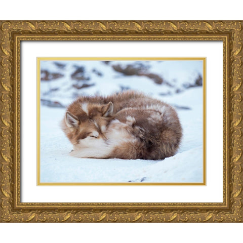 Sled dog during winter in Uummannaq in Greenland Dog teams are still draft animals Gold Ornate Wood Framed Art Print with Double Matting by Zwick, Martin