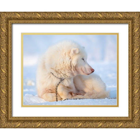 Sled dog during winter in Uummannaq in Greenland Dog teams are still draft animals Gold Ornate Wood Framed Art Print with Double Matting by Zwick, Martin