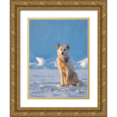 Sled dog during winter in Uummannaq in Greenland Dog teams are still draft animals Gold Ornate Wood Framed Art Print with Double Matting by Zwick, Martin