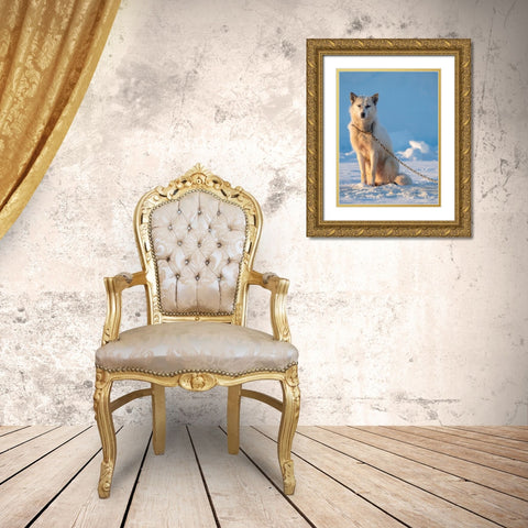Sled dog during winter in Uummannaq in Greenland Dog teams are still draft animals Gold Ornate Wood Framed Art Print with Double Matting by Zwick, Martin
