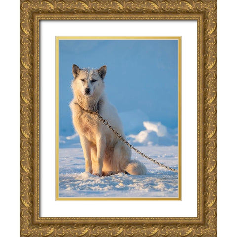 Sled dog during winter in Uummannaq in Greenland Dog teams are still draft animals Gold Ornate Wood Framed Art Print with Double Matting by Zwick, Martin