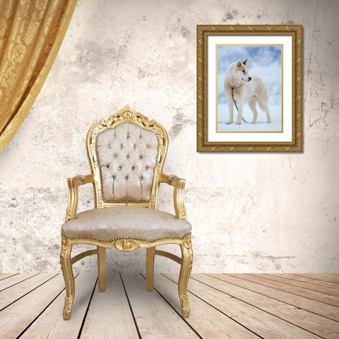 Sled dog during winter in Uummannaq in Greenland Dog teams are still draft animals Gold Ornate Wood Framed Art Print with Double Matting by Zwick, Martin