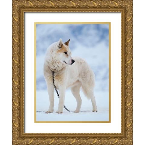 Sled dog during winter in Uummannaq in Greenland Dog teams are still draft animals Gold Ornate Wood Framed Art Print with Double Matting by Zwick, Martin