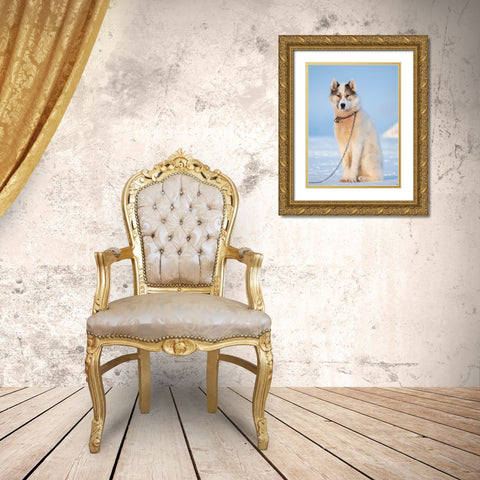Sled dog during winter in Uummannaq in Greenland Dog teams are still draft animals Gold Ornate Wood Framed Art Print with Double Matting by Zwick, Martin
