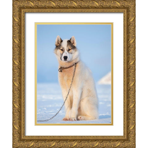 Sled dog during winter in Uummannaq in Greenland Dog teams are still draft animals Gold Ornate Wood Framed Art Print with Double Matting by Zwick, Martin