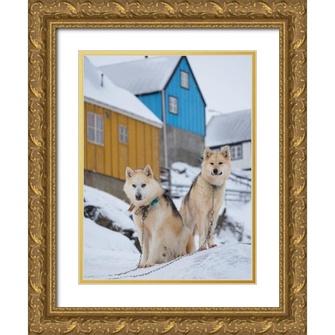 Sled dog during winter in Uummannaq in Greenland Dog teams are still draft animals Gold Ornate Wood Framed Art Print with Double Matting by Zwick, Martin