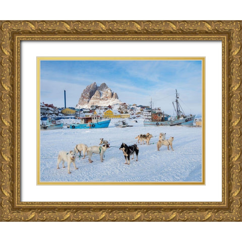 Team of sled dog during winter in Uummannaq in Greenland Gold Ornate Wood Framed Art Print with Double Matting by Zwick, Martin