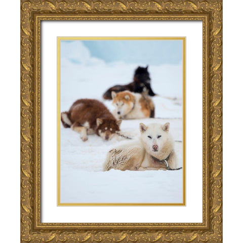 Sled dog during winter in Uummannaq in Greenland  Gold Ornate Wood Framed Art Print with Double Matting by Zwick, Martin