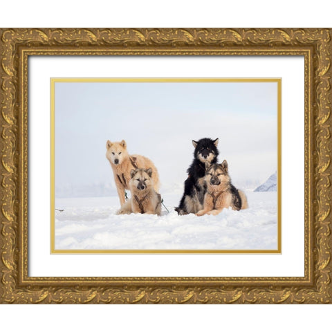 Sled dog during winter in Uummannaq in Greenland  Gold Ornate Wood Framed Art Print with Double Matting by Zwick, Martin